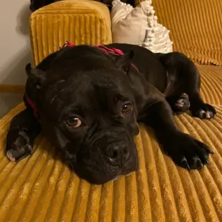 Bug