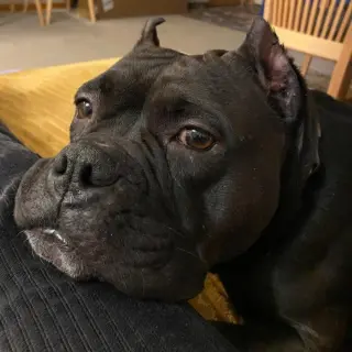 Bug
