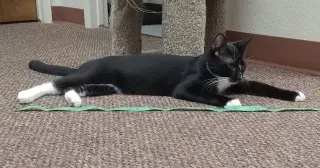 Edwin (& Dexter) [CP]