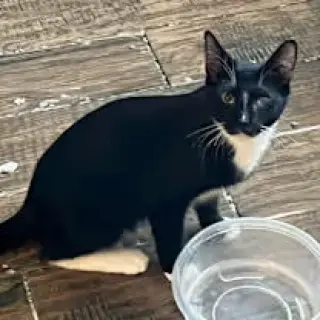 Edwin (& Dexter) [CP]