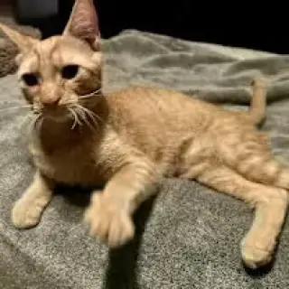 Dexter (& Edwin) [CP]