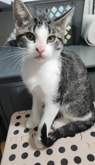 Pasha