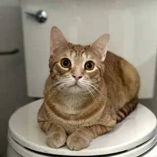 Xander