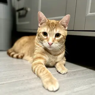 Xander