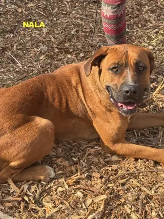 NALA