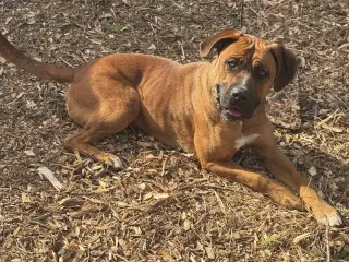 NALA