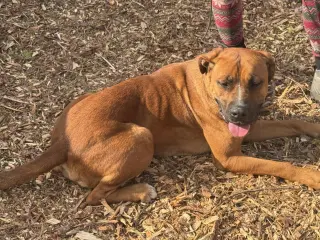 NALA