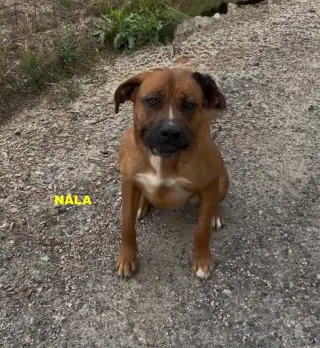 NALA