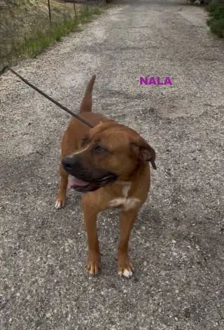 NALA