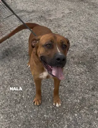 NALA