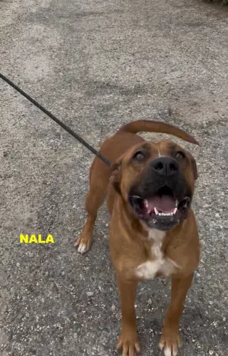 NALA