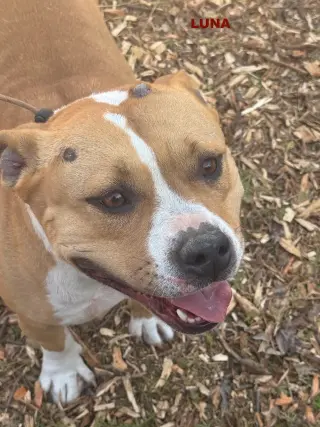 LUNA ( Love Bug)