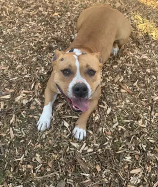 LUNA ( Love Bug)