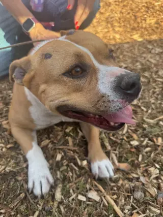 LUNA ( Love Bug)