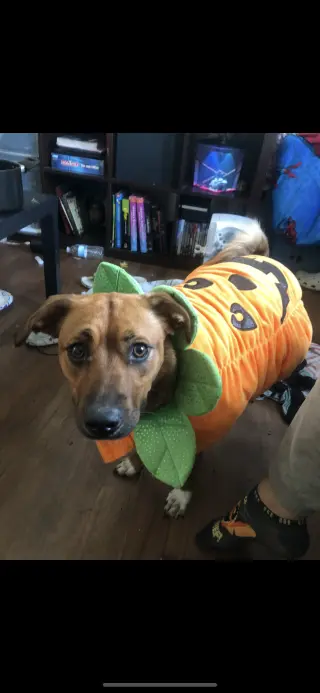 lilo