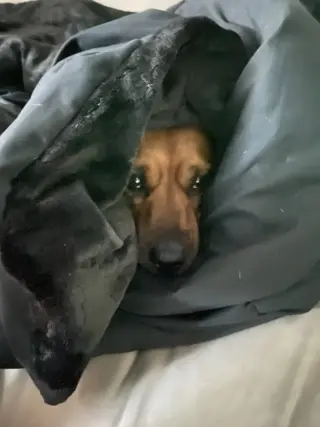 lilo