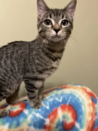 Jenny