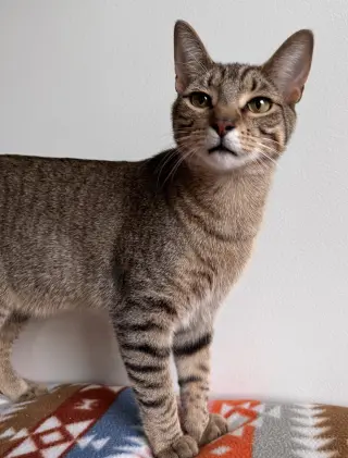 Lyra