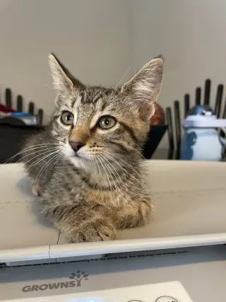 Lyra