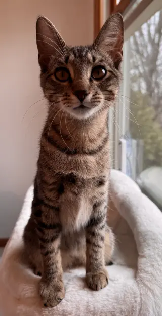 Lyra