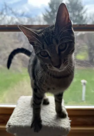 Lyra
