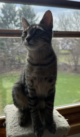 Lyra