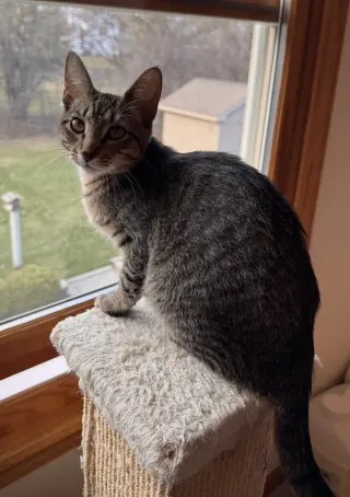 Lyra