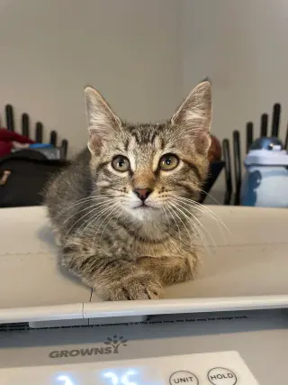 Lyra