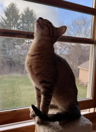 Vega