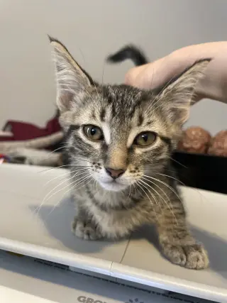 Vega