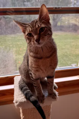 Vega