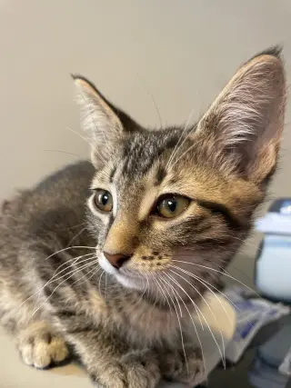 Vega