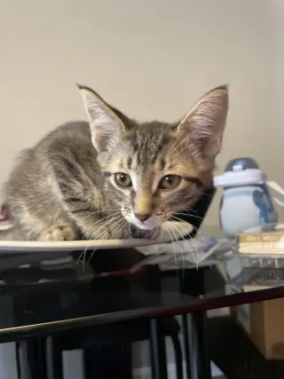 Vega