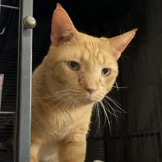 Junior