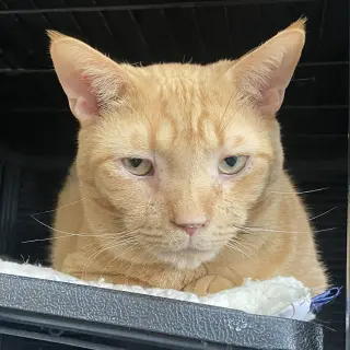 Junior