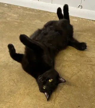 Shakula
