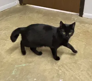 Shakula