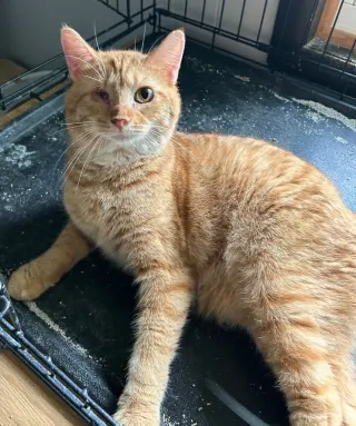 Koby