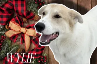 WYLIE