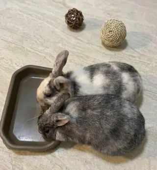 Eggnog