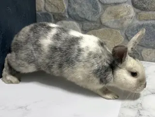 Eggnog