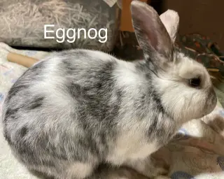 Eggnog