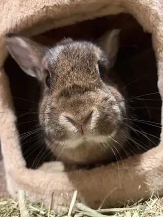 Maple - Adoption Fee Sponsored!