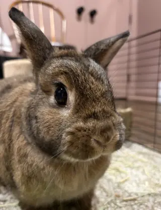 Maple - Adoption Fee Sponsored!