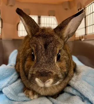 Maple - Adoption Fee Sponsored!