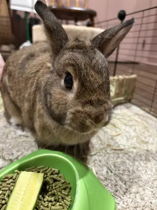 Maple - Adoption Fee Sponsored!