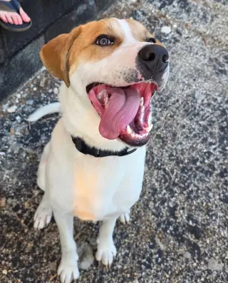 Buddy
