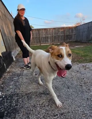 Buddy