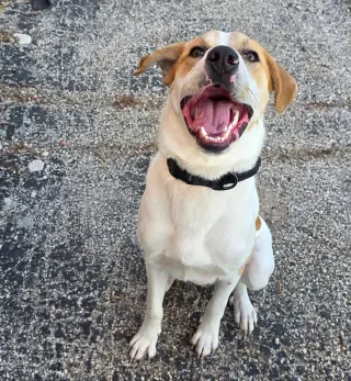 Buddy