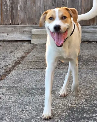 Buddy